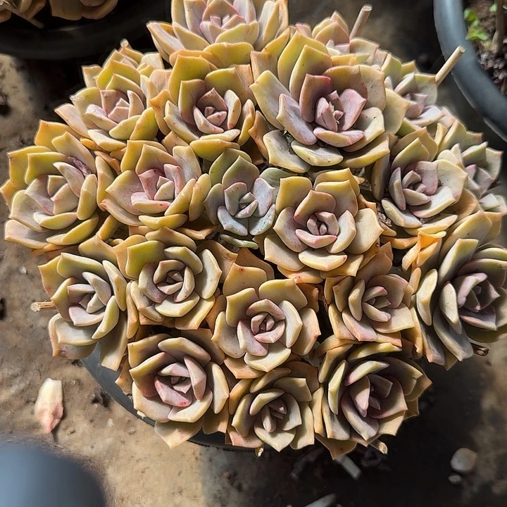 白***舞彩虹糖石化多肉植物