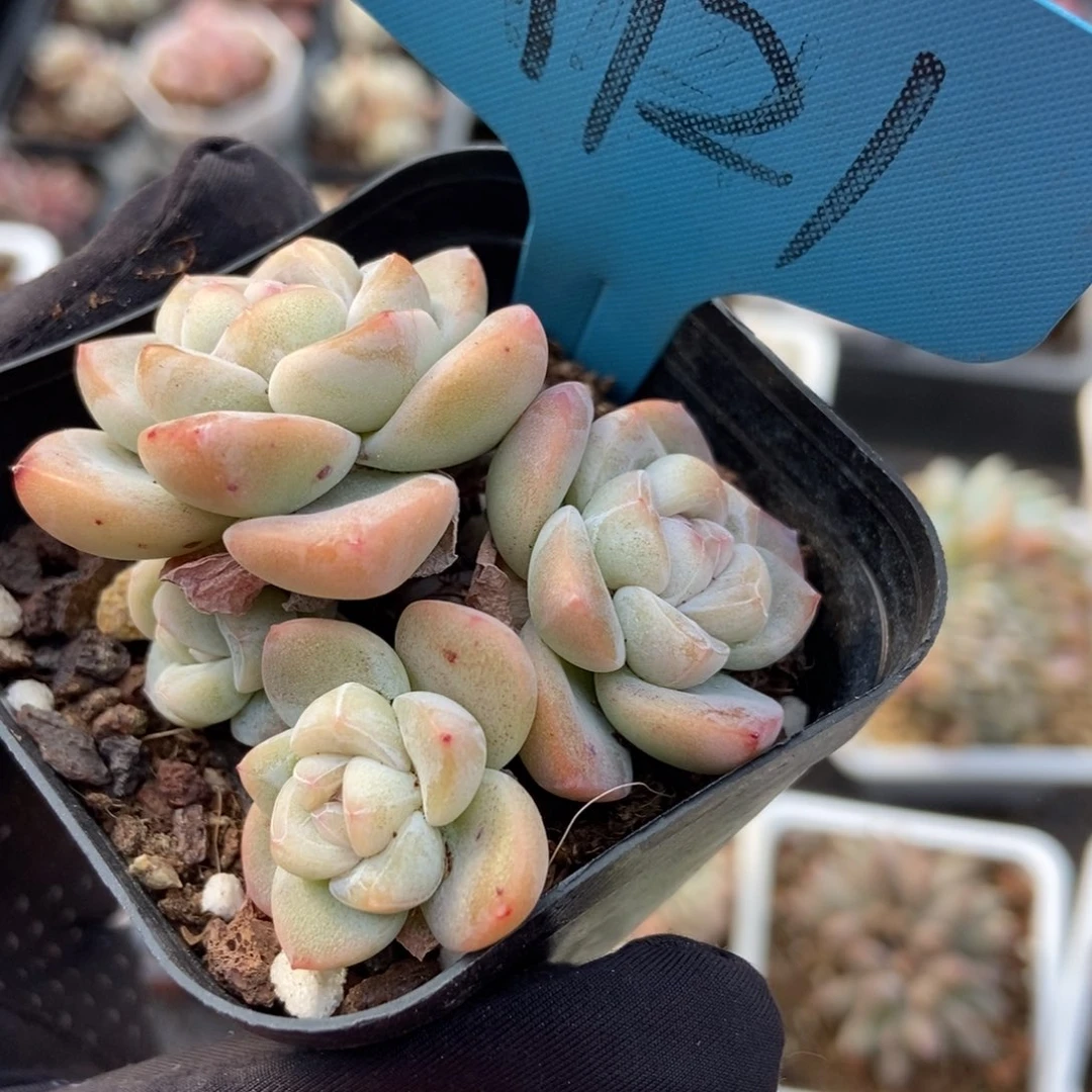 121冰玉多肉植物保护