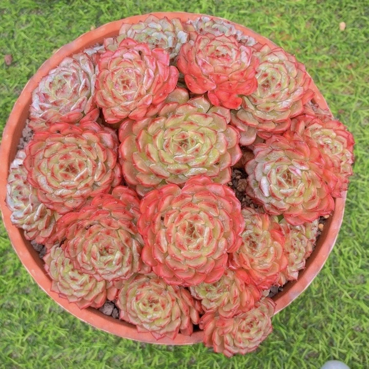 玫瑰型多肉白胖子-4