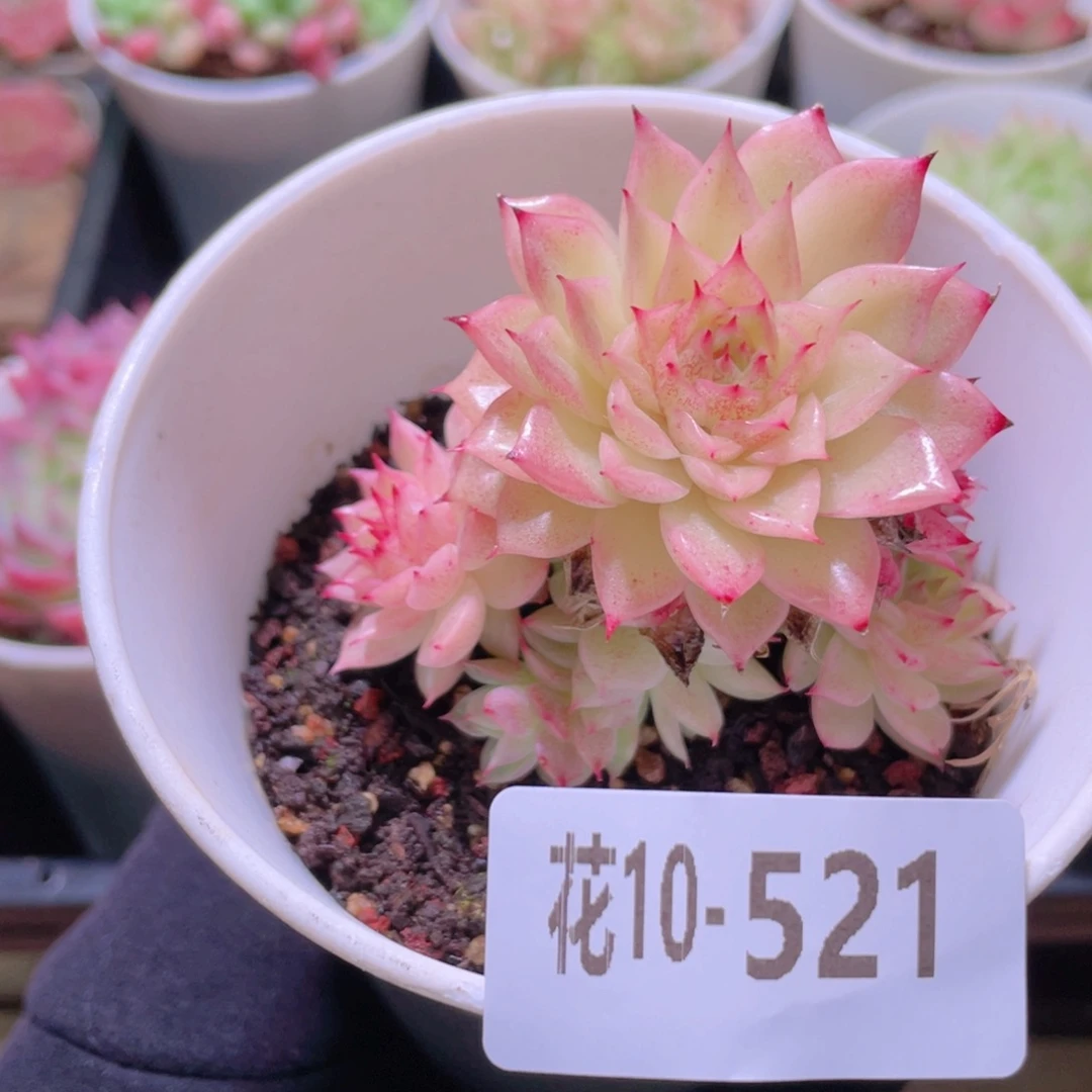 花利美10-521麦秆群