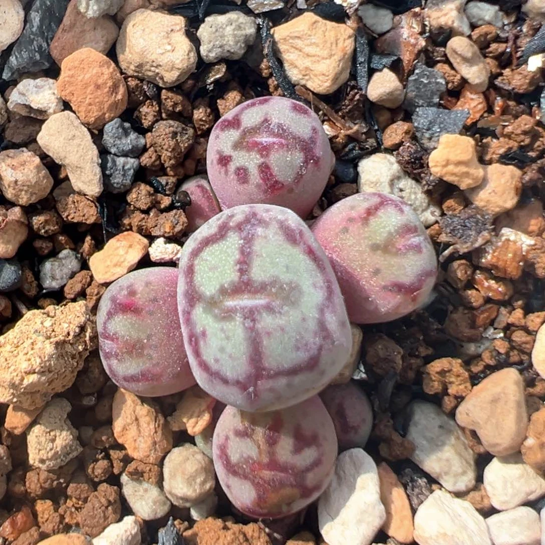 78多肉植物百科知识