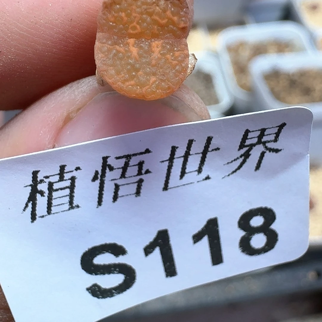 118号多肉植物哇fv