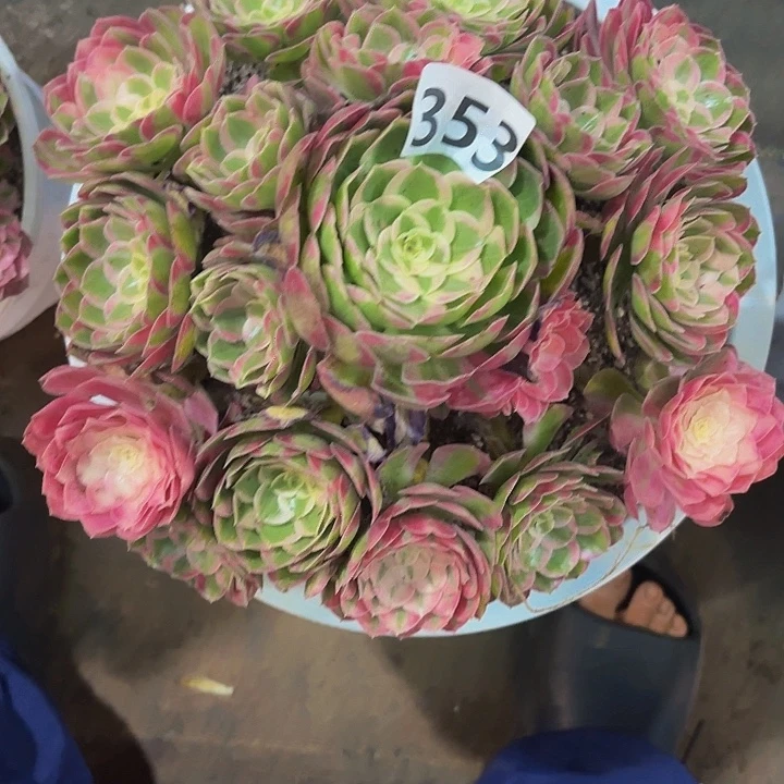 多肉植物孔雀翎花353