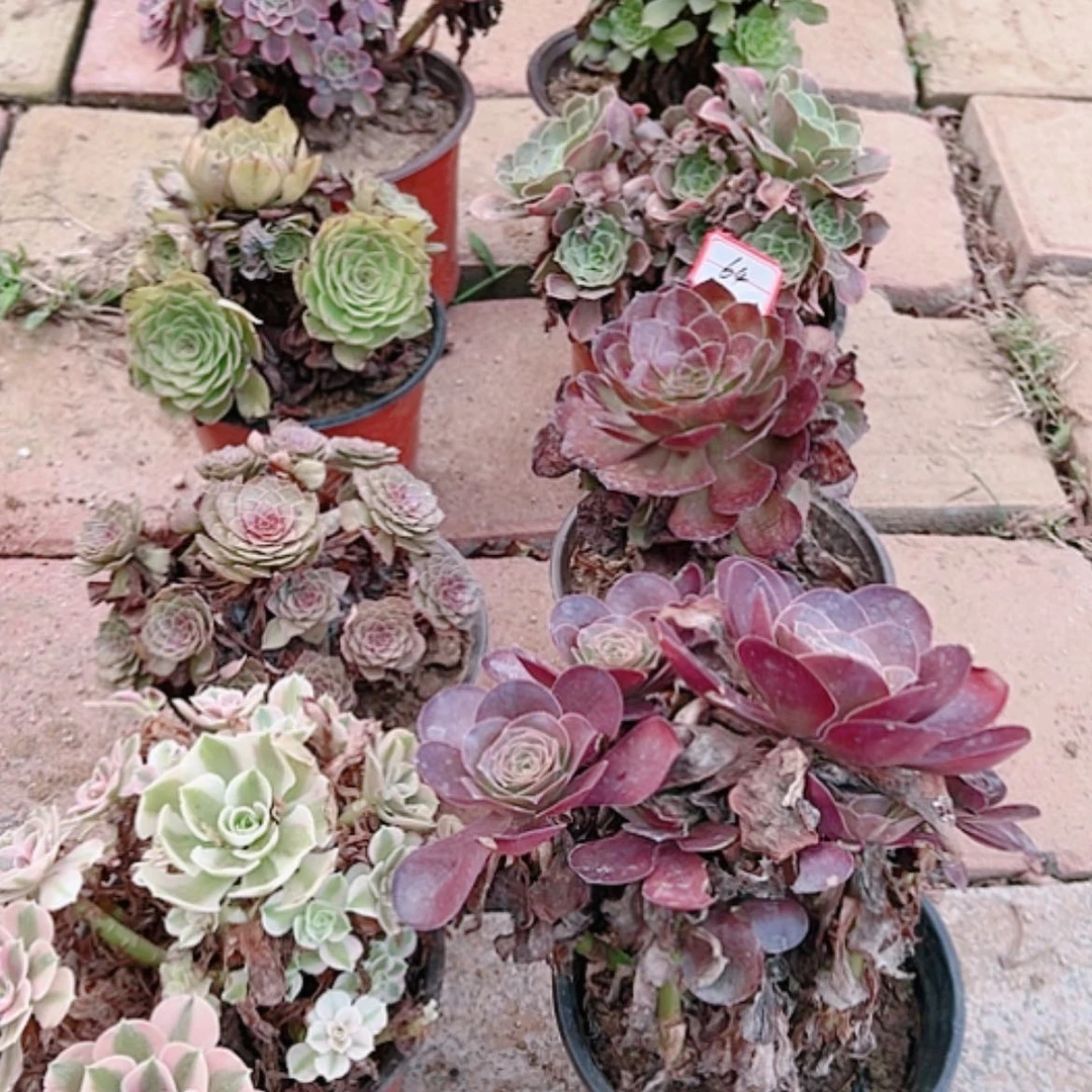 【闪购商品】无花朵上*签64号套餐8颗多肉植物