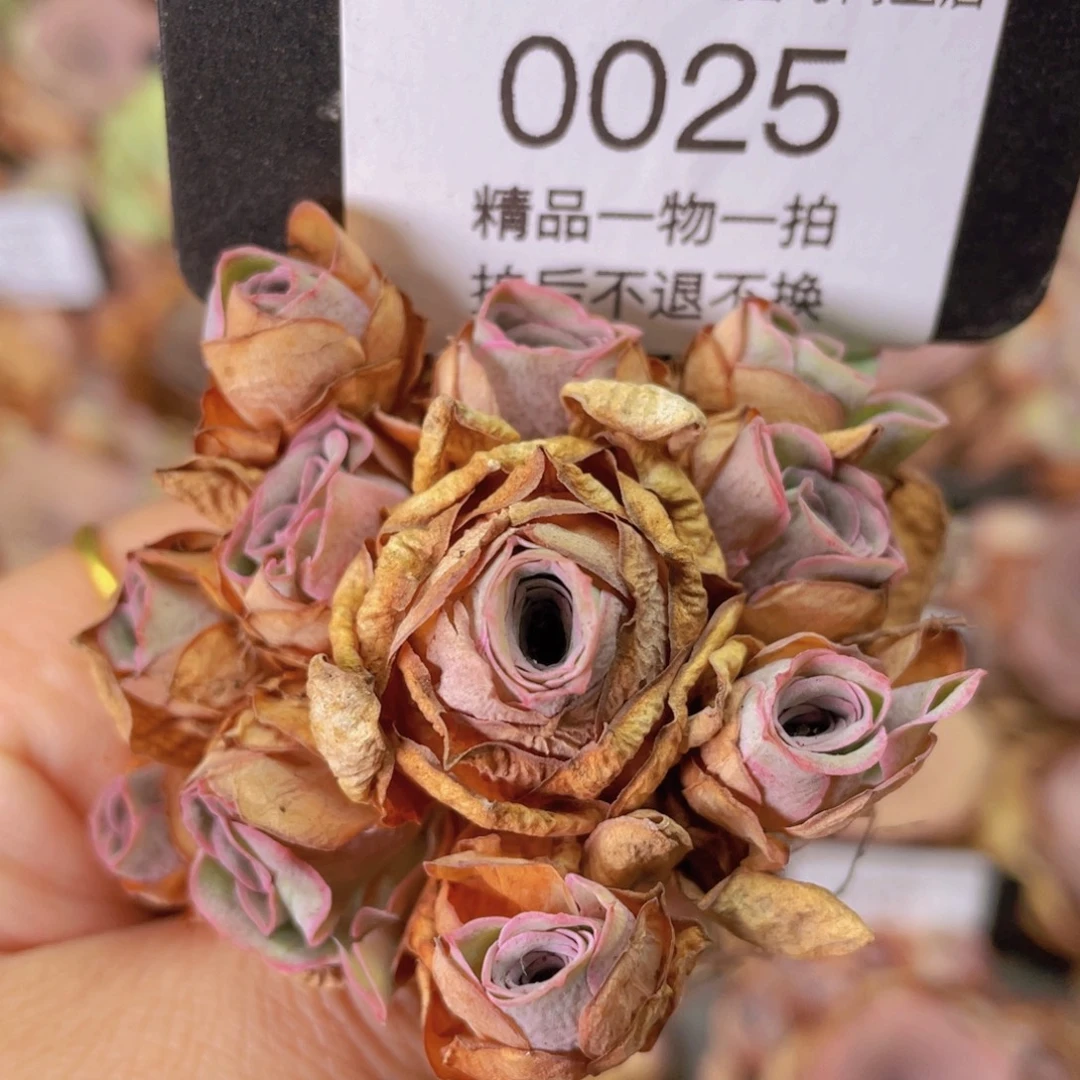 山地玫瑰0025裸根发货断枝不包损不售后