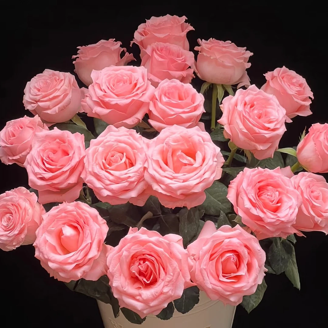 【三兄弟花卉】【戴安娜】单头玫瑰全场任意两单包邮