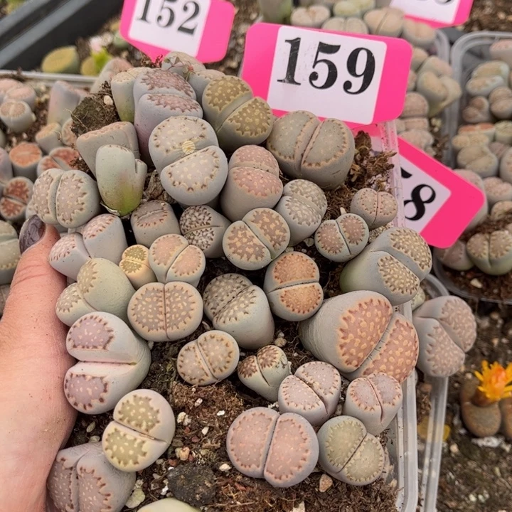 159号88888888999999