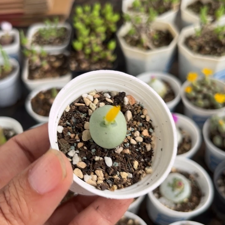 031 肉锥多肉植物