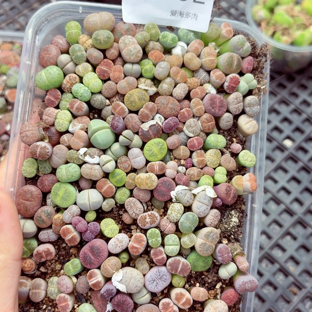 5792—生石花 生石花