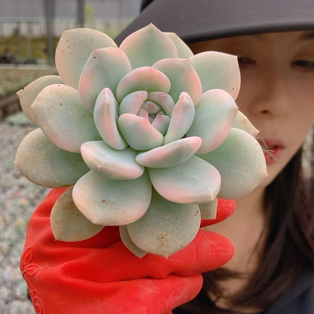 橙梦露锦单头挑大的随机
