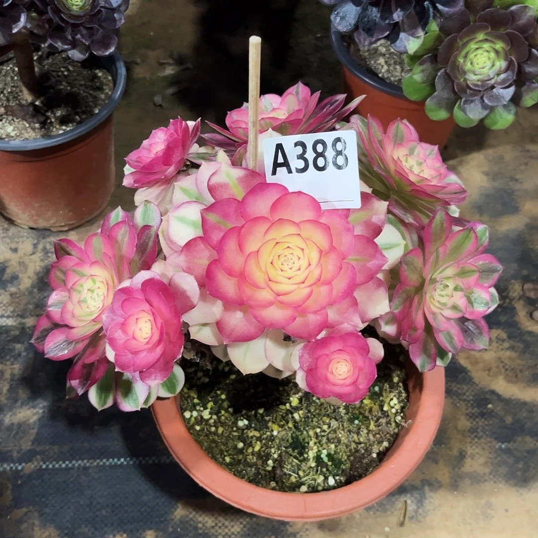 多肉植物倾城388多肉