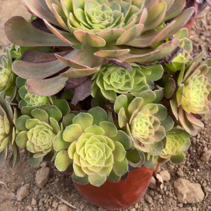 三***母无花朵260多肉植物雨荷植物