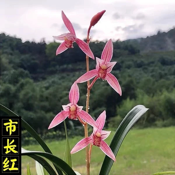 兰花苗建兰先明艺【市长红】浓香型新手好养殖易开花夏秋季节开花
