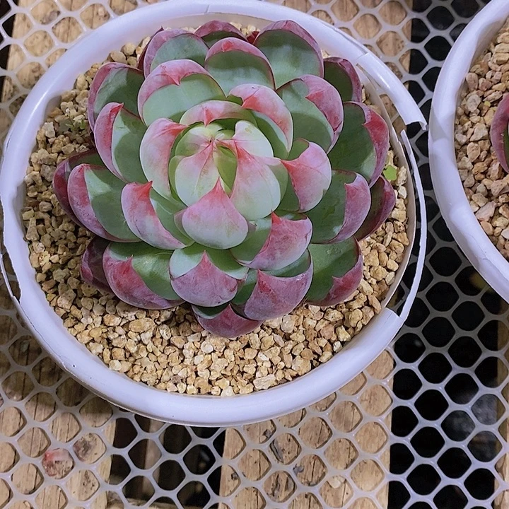 路***飞惊鸿仙子多肉植物老