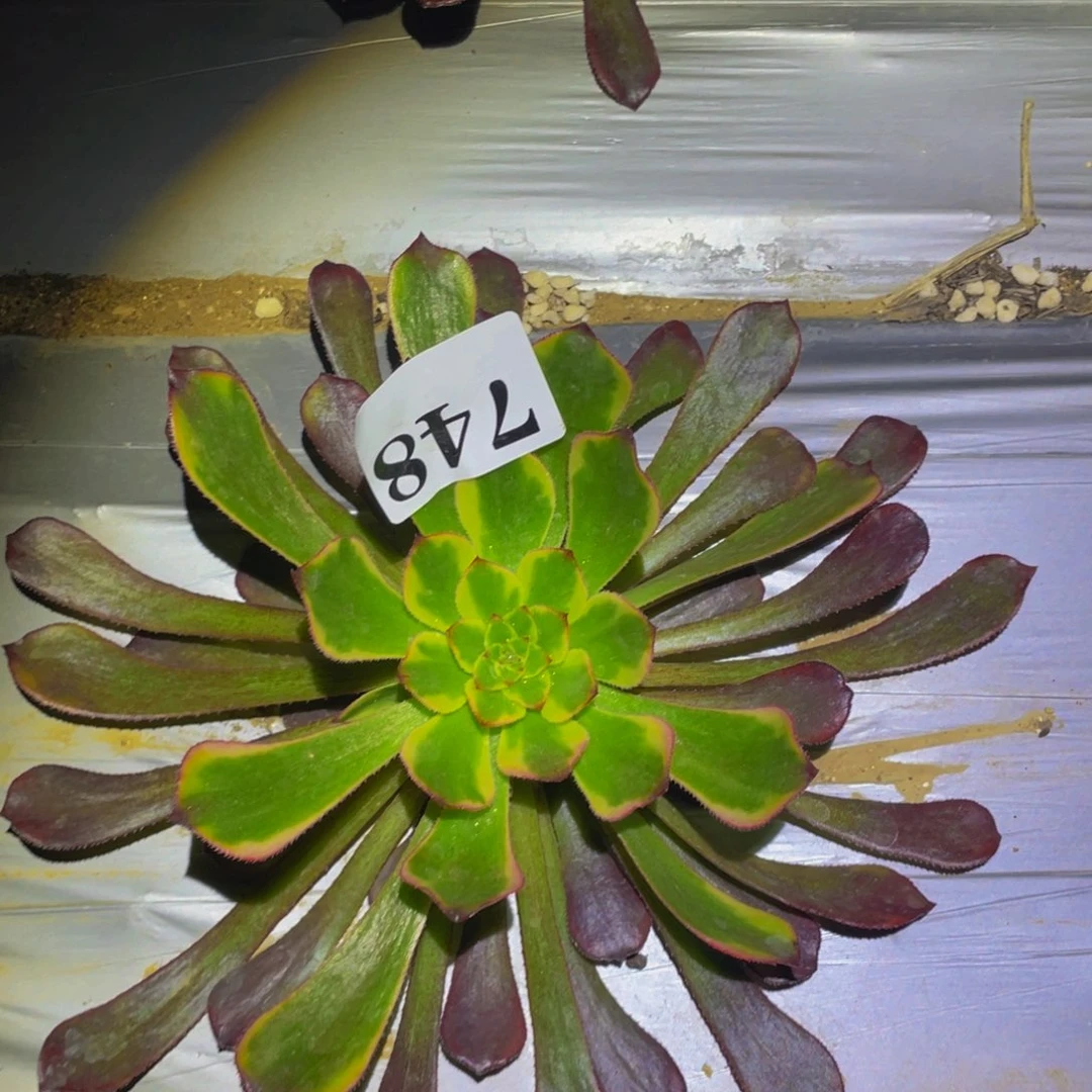 萝莉黄锦多肉植物748