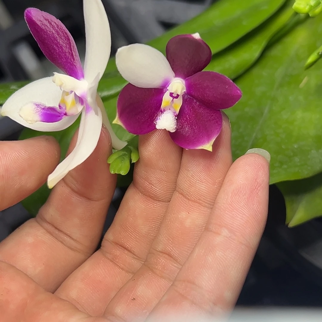 完全开放l023三寸紫玫瑰