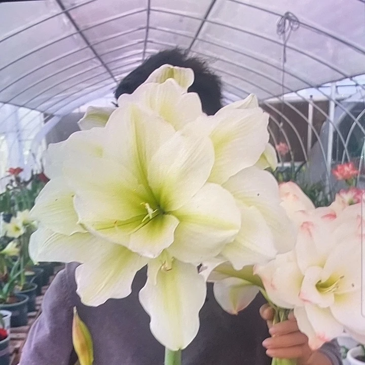 玛丽琳6厘米朱顶红