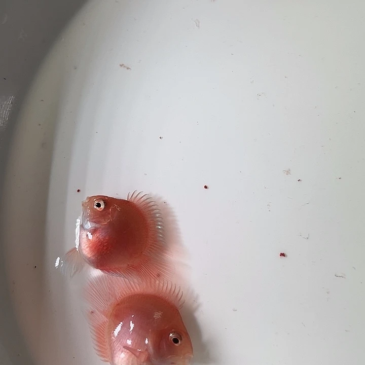 鹦鹉鱼迷你鹦鹉胭脂