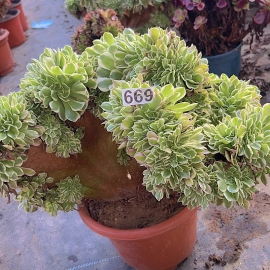 狂***️多肉植物一个白凤追