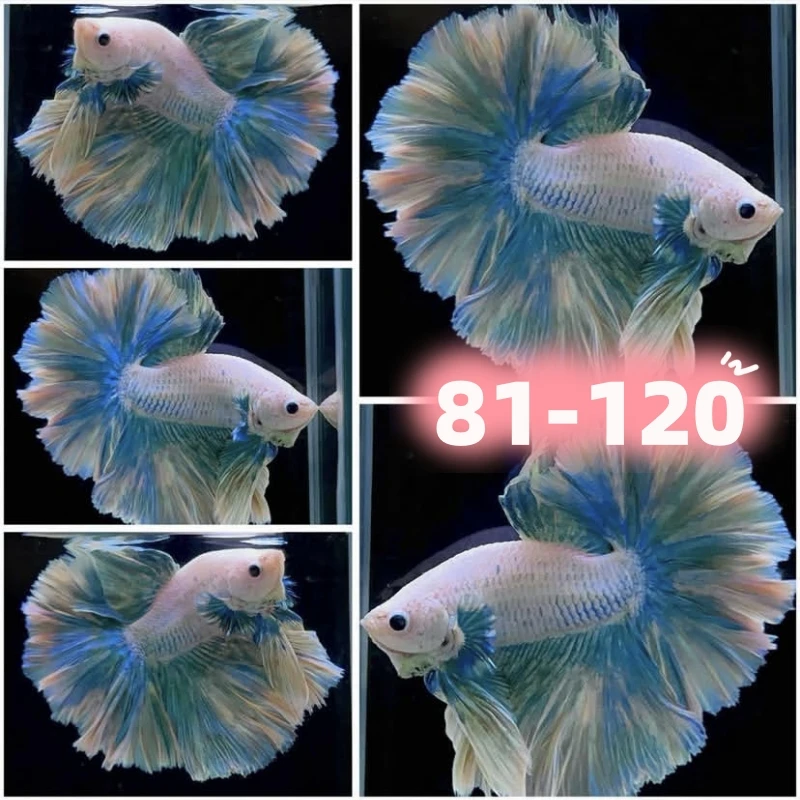 【81-120】直播精选泰国斗鱼网红婚纱鱼半月斗鱼宠物热带观赏鱼好养
