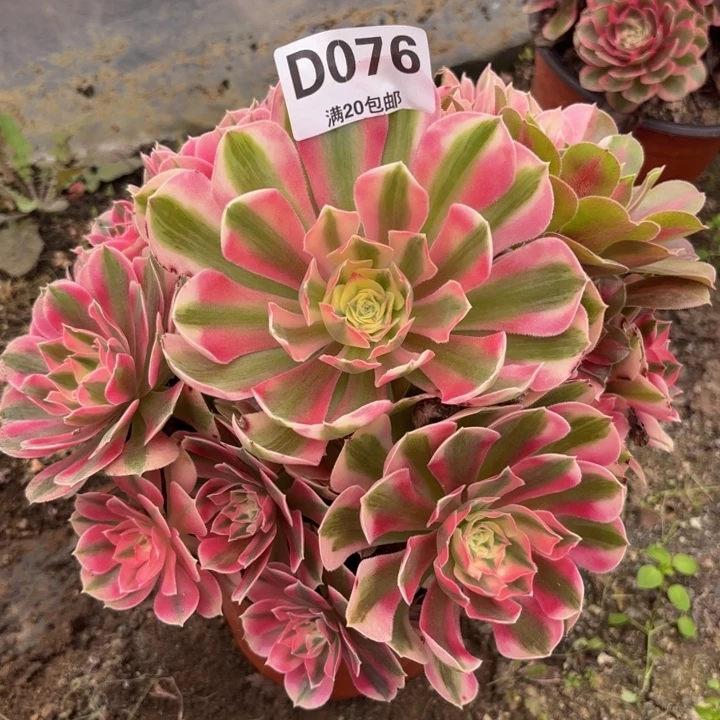 瑞妈多肉植物076.