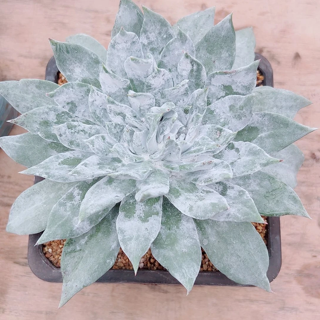 2158浦西菲克仙女杯多肉