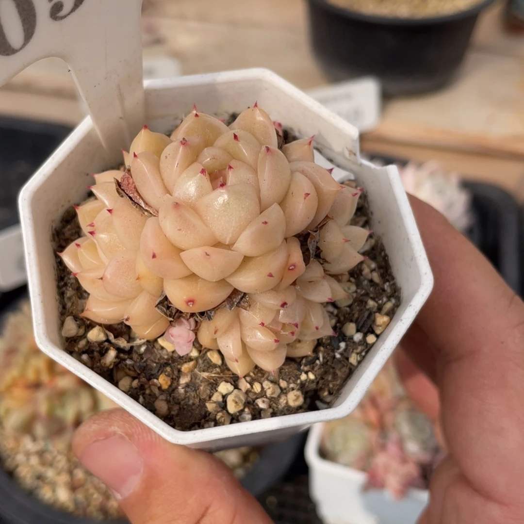 0532麦秆不带盆5厘米