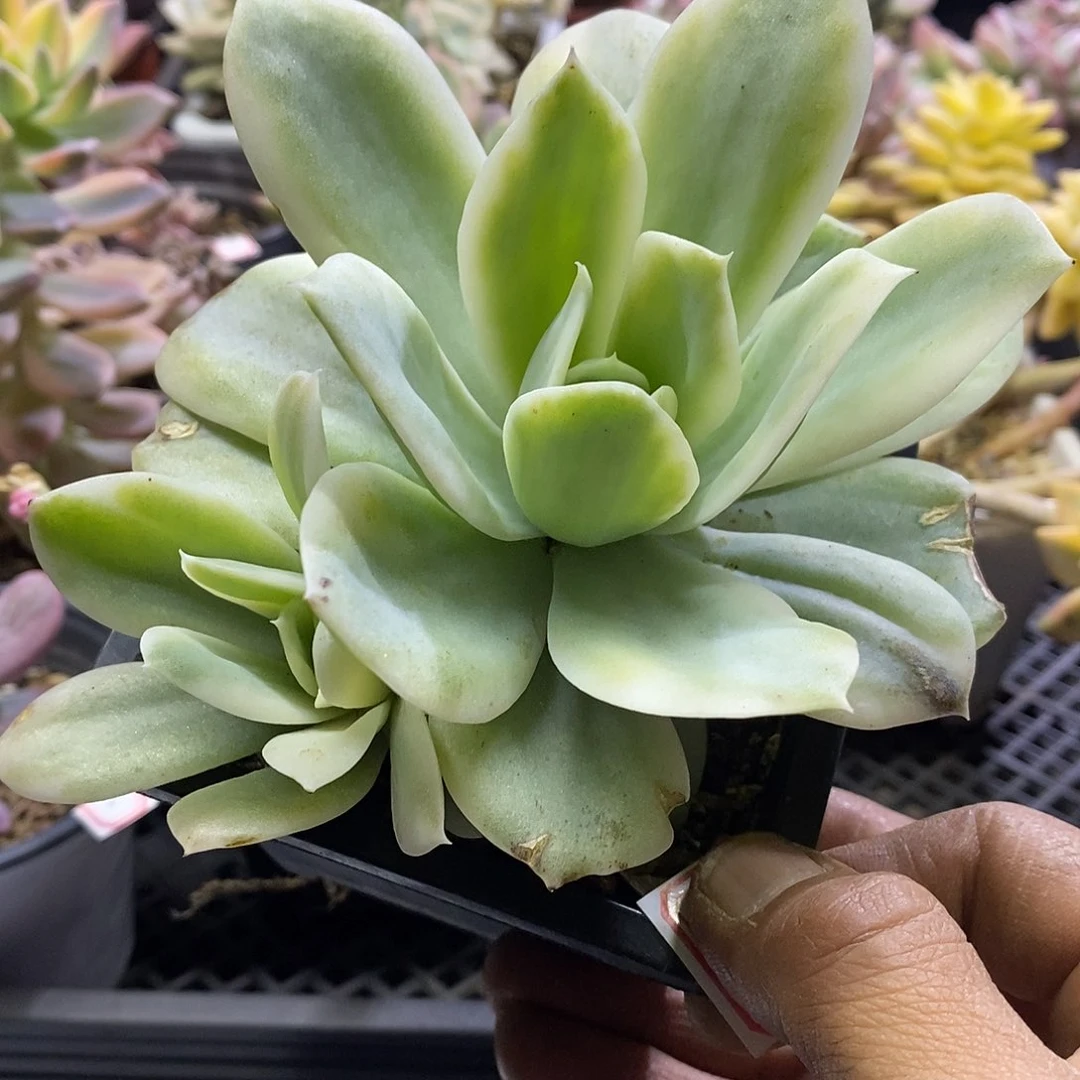 1074小白龙锦多肉植物