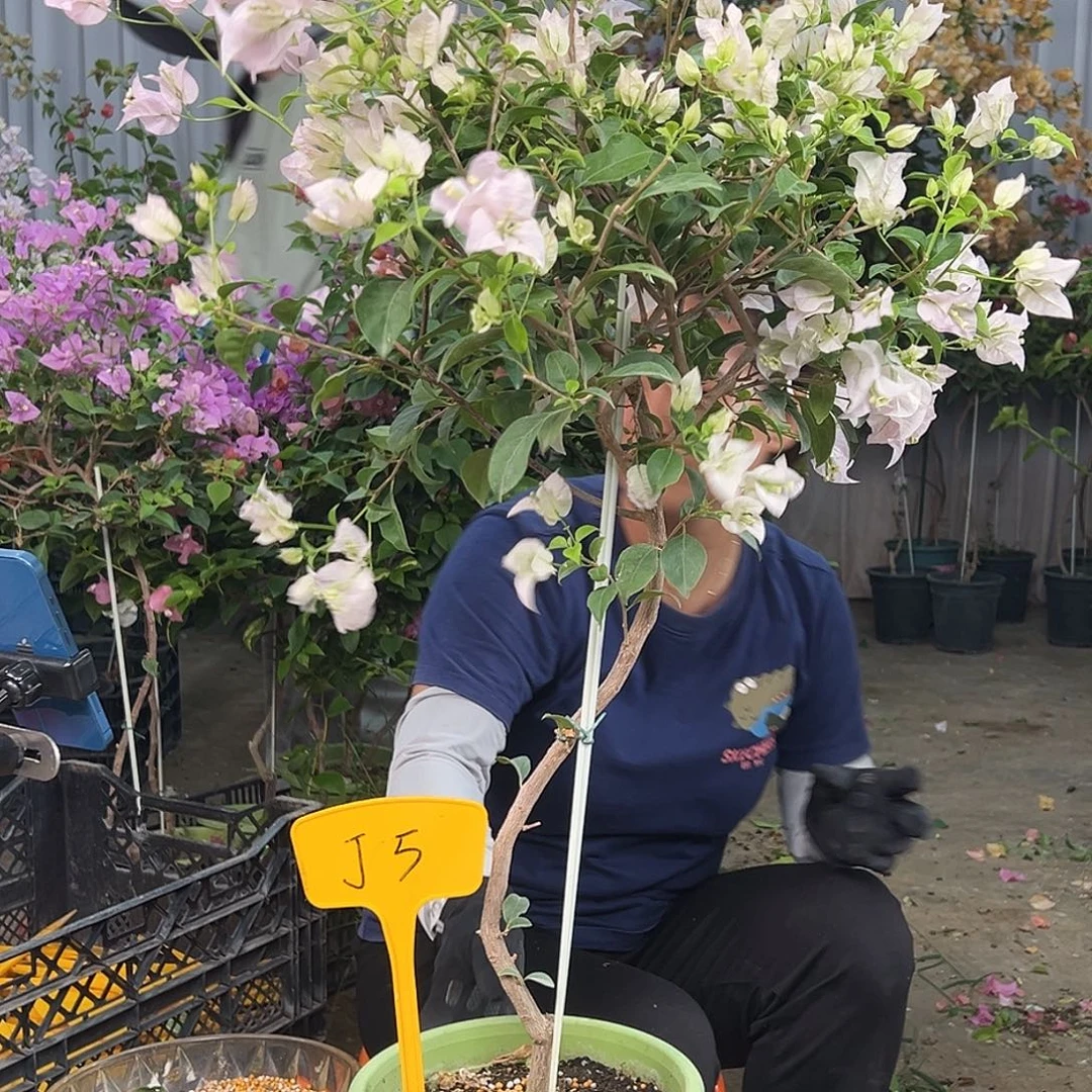 桃***夭大部分花苞少量开放J5苹果花