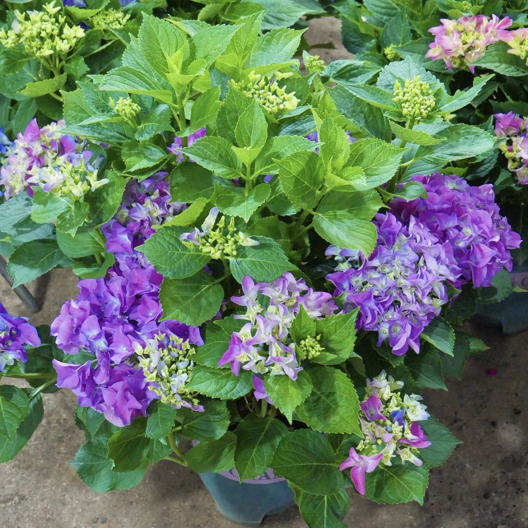 七彩沉香绣球花【1.5加仑盆】盆栽庭院阳台简单易养护花期长喜水