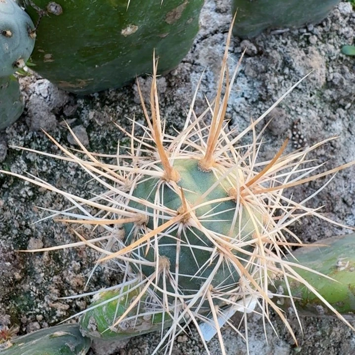 2315产地狂金刺习仙人球