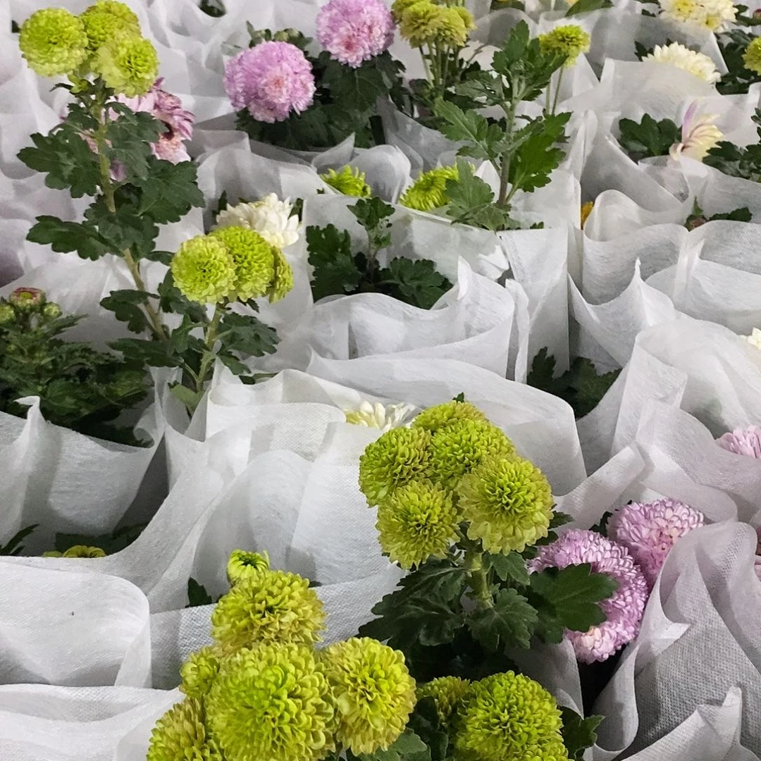 大部分开放少量花苞乒乓随机