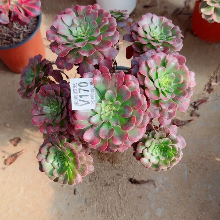 170越婵官服25左右2