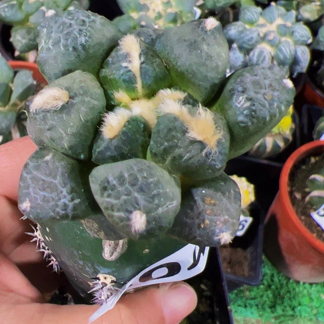 无花朵连山牡丹604