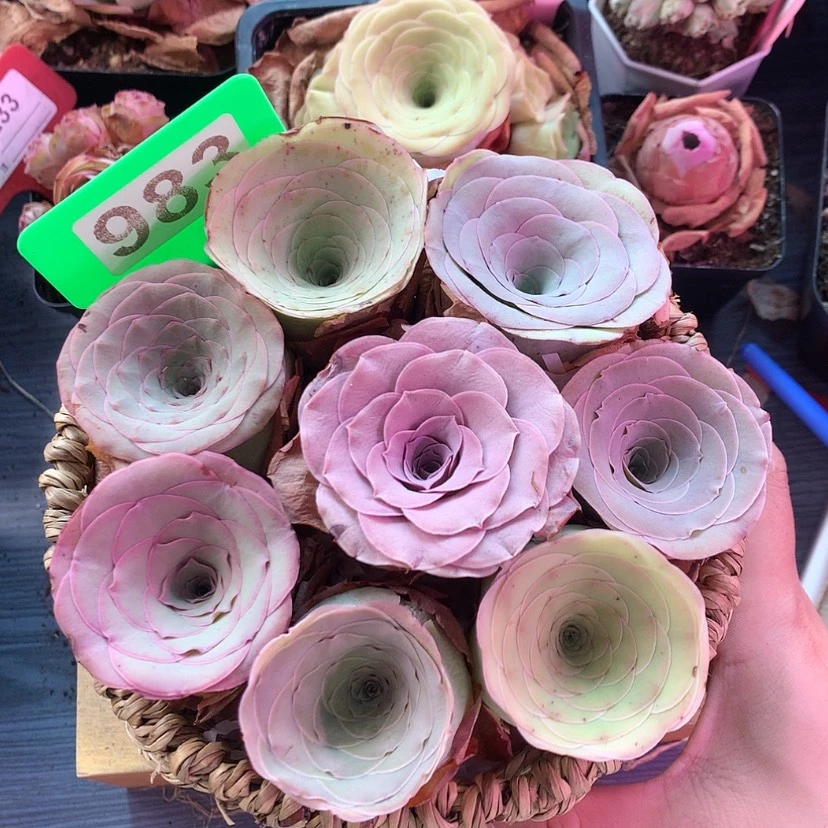 【闪购商品】带篮子8颗983