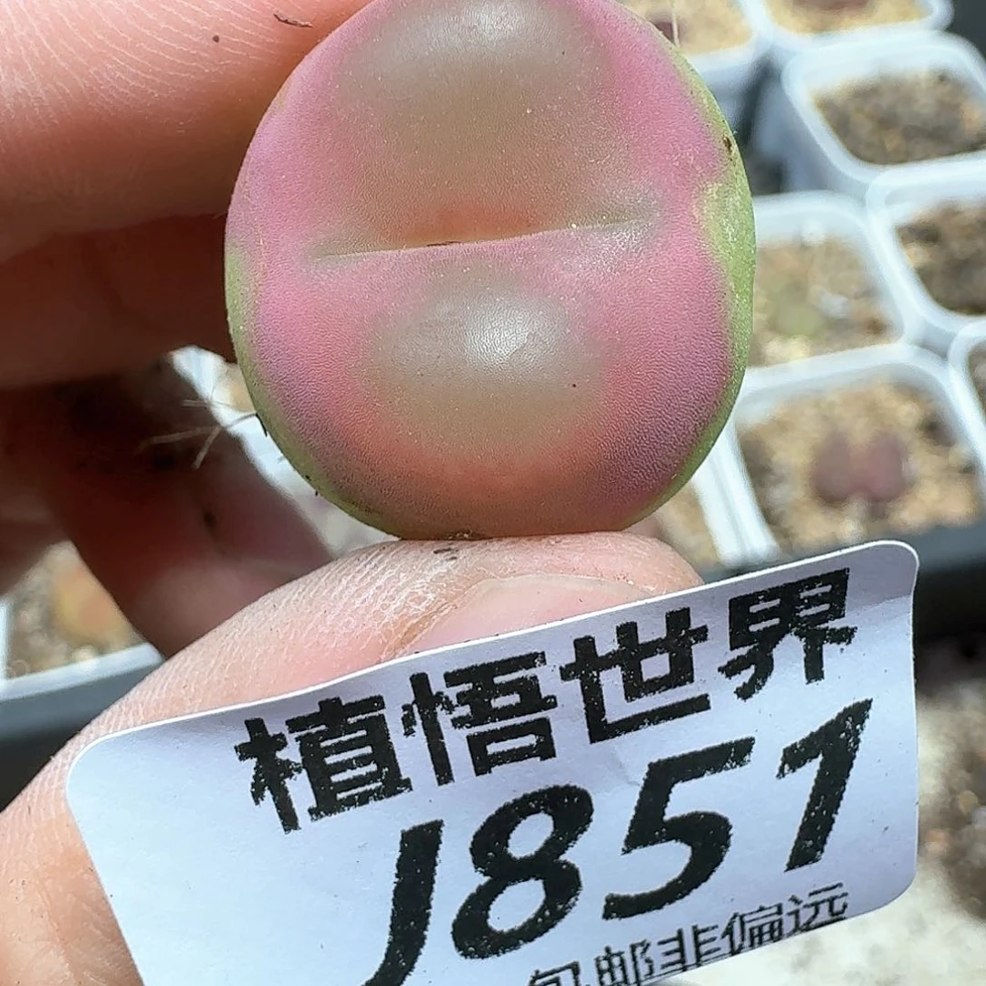 多肉植物的植物哇f g