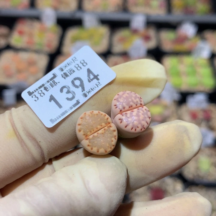 小*乖Zzz精品生石花1394