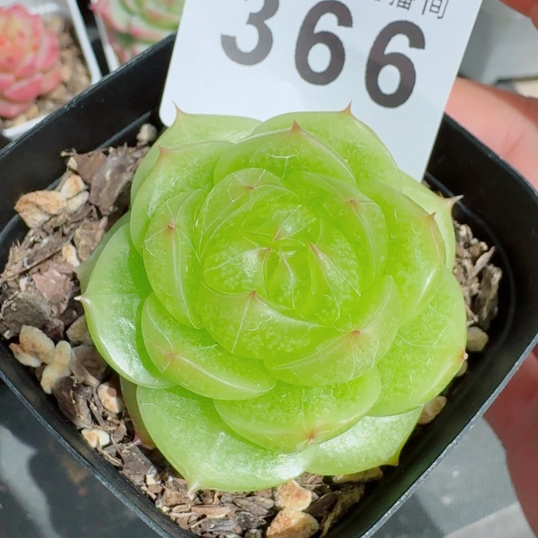 灵耀珍妮            精美多肉植物