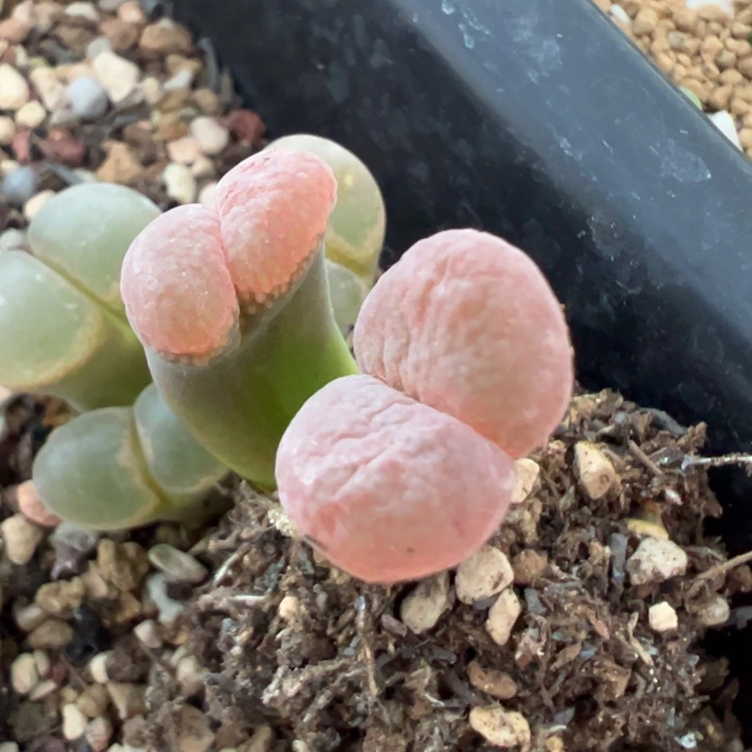 美美的  肉锥植物