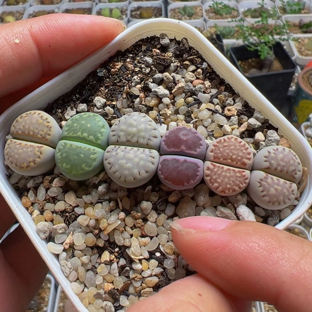 饼干组合多肉植物带盆