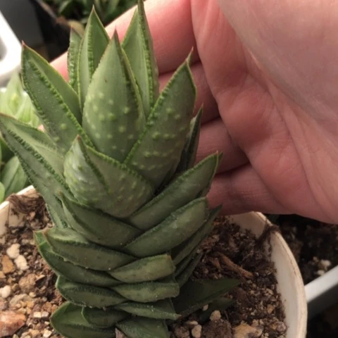 白肌赤耳母本脱盆发货哈哈哈