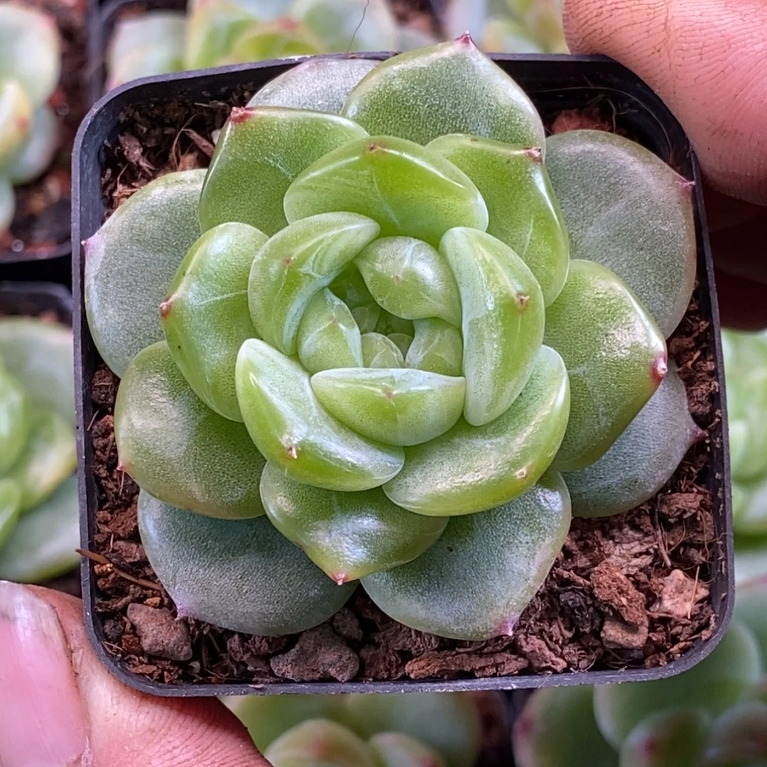 天官赐福百无禁忌