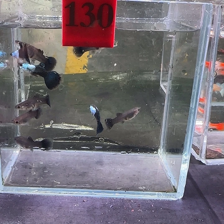 孔雀鱼财****贝130号，10条