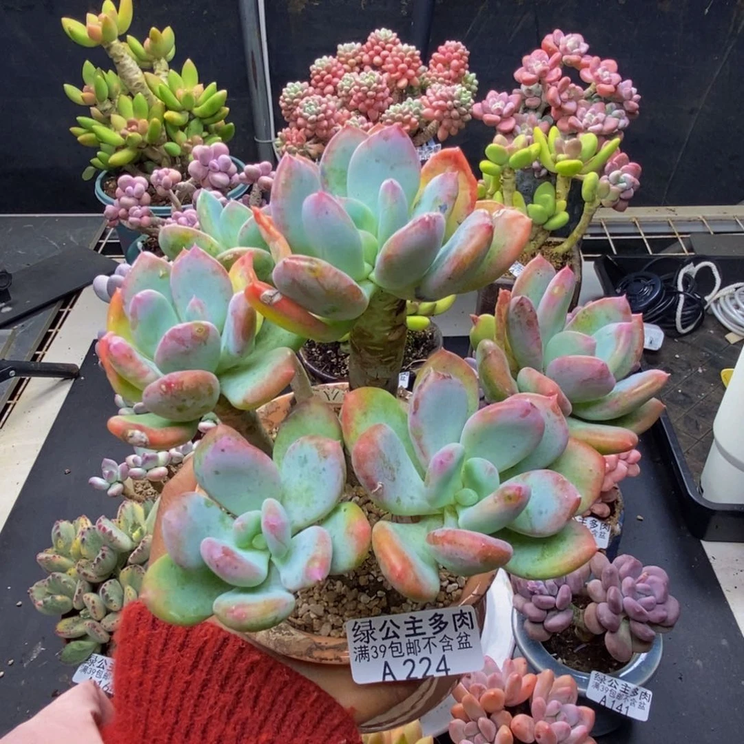 224灰姑娘多肉10c m