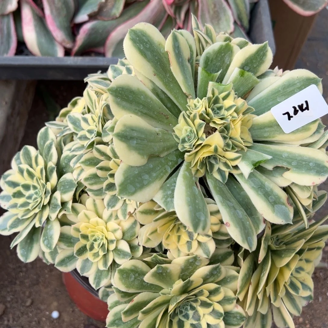 241迈巴赫多肉植物