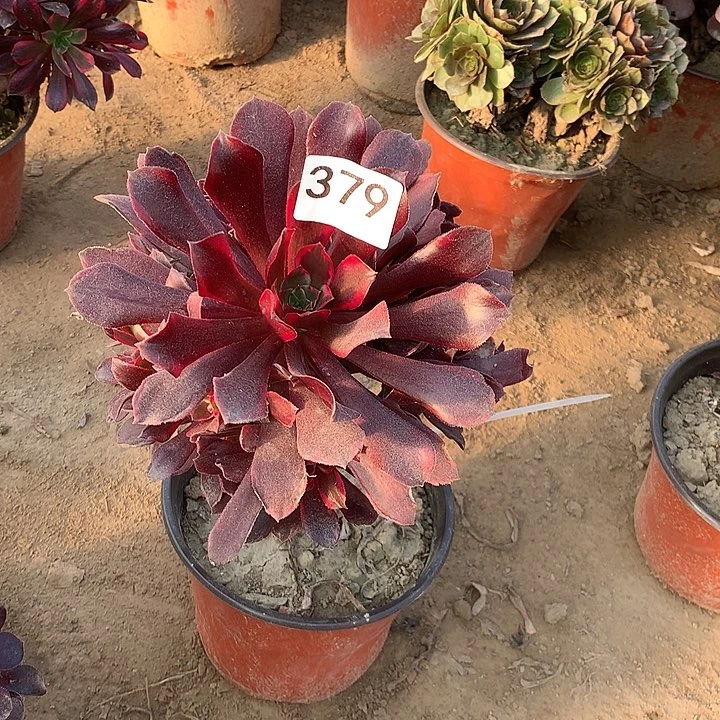 无花朵379蒙娜丽莎佳节