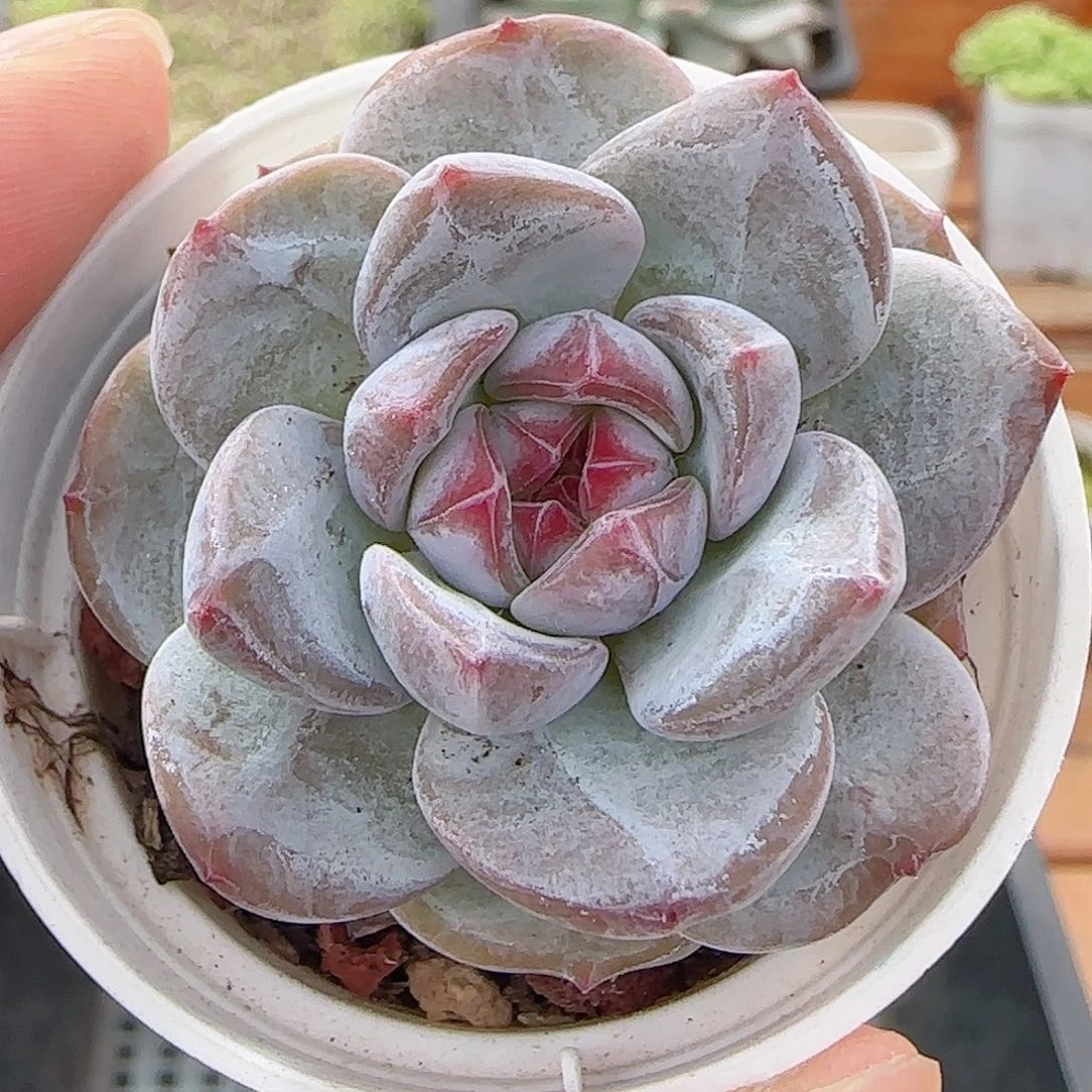 多肉0901-32石榴籽星影