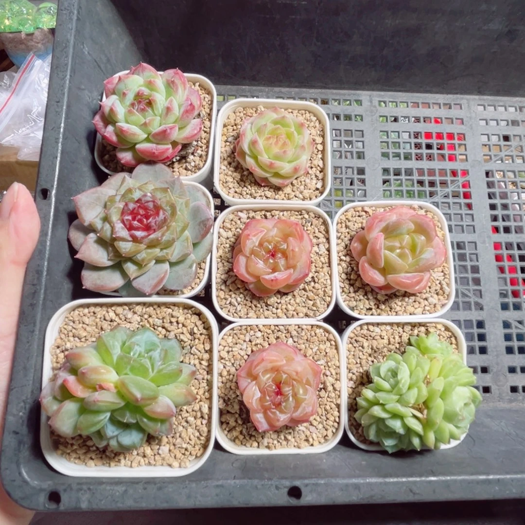 宇***骨B502一物一拍 打包8个