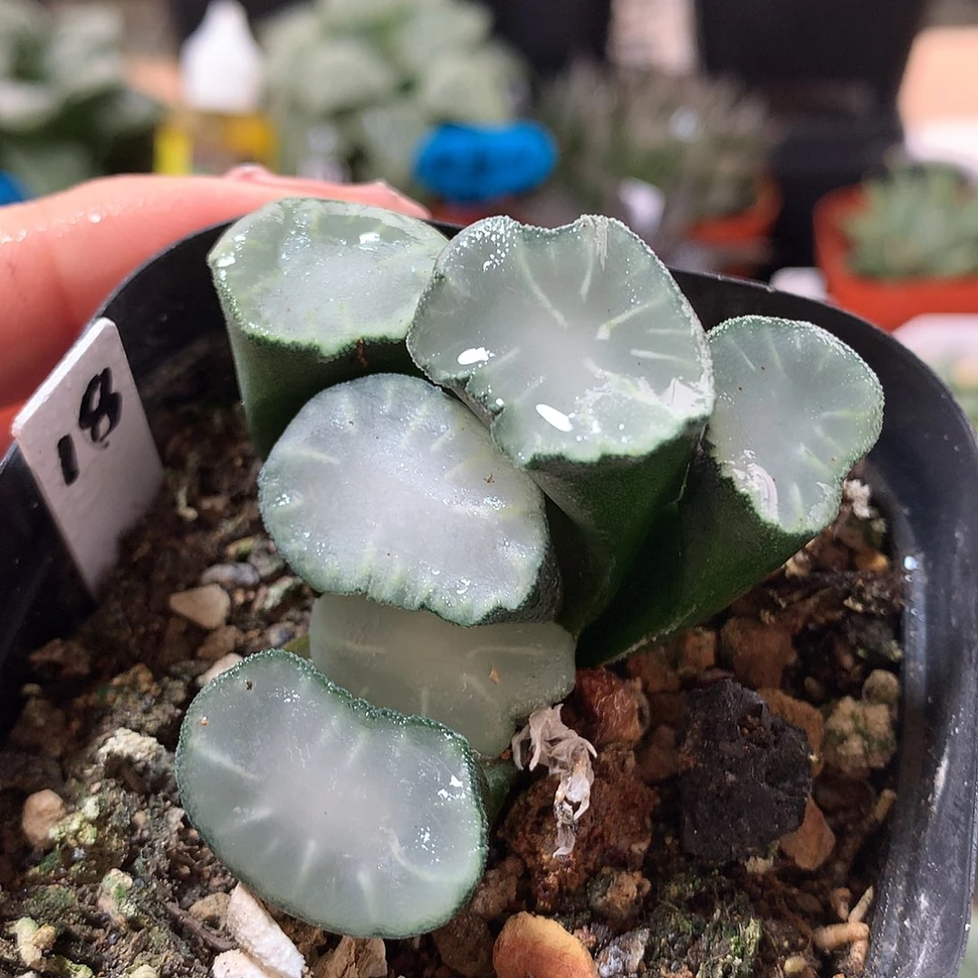 18号白瓷万象带盆土