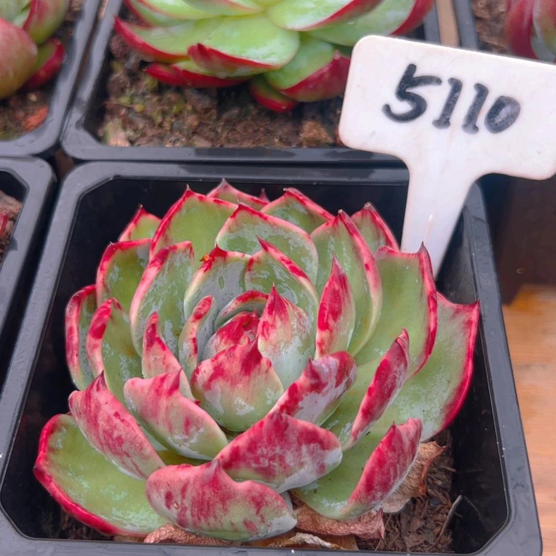 惊鸿仙子一物一拍5110号